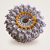 Tobacco Mosaic Virus, artwork