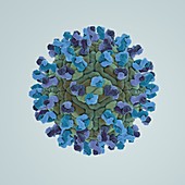 West Nile Virus, artwork