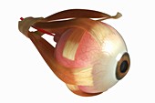 Eye Anatomy, artwork