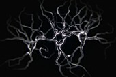 Neurons, artwork
