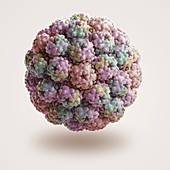 Murine Polyomavirus, artwork