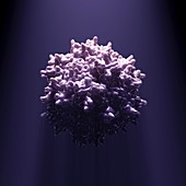Adeno-associated Virus, artwork