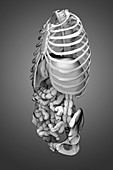 Digestive System and Bones, artwork