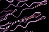 Human Sperm, artwork