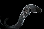 Schistosoma Parasite Worm, artwork