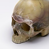 Anatomy of the Skull, artwork