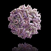 Yellow Fever Virus, artwork