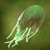 Giardia lamblia Parasite, artwork