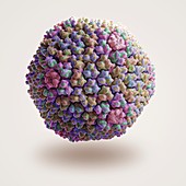Adenovirus, artwork