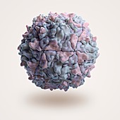Poliovirus, artwork