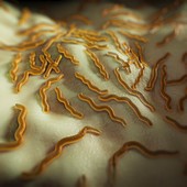 Borrelia burgdorferi, artwork