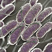 Salmonella Bacteria, artwork