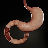 Stomach and Duodenum, artwork