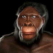 Australopithecus, artwork