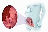 Fetal Development (Week 32), artwork