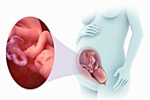 Fetal Development (Week 40), artwork