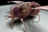 Tsetse Fly, artwork