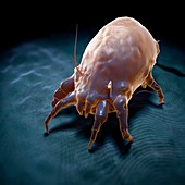 House Dust Mite, artwork