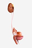 Female Genitourinary System, artwork