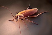 Cockroach, artwork
