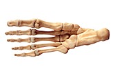 Foot Bones, artwork