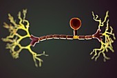 Unipolar Neuron, artwork