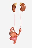 Female Genitourinary System, artwork