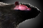 Rat Brain Anatomy, artwork