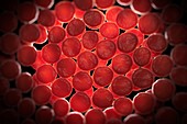 Red Blood Cells, artwork