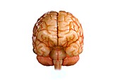 Human Brain, artwork