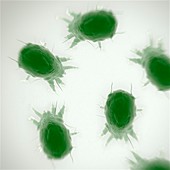 House Dust Mites, artwork