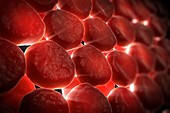 Red Blood Cells, artwork