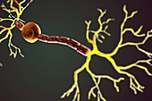 Bipolar Neuron, artwork