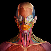 Facial Muscles, illustration