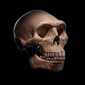 Homo Erectus Skull, illustration