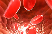 Red Blood Cells in Bloodstream