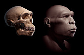 Homo Erectus with Skull, illustration