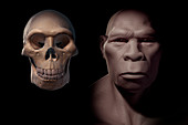 Homo Erectus with Skull, illustration