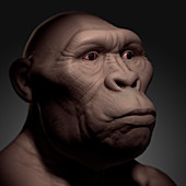 Australopithecus, illustration