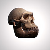 Australopithecus Skull, illustration