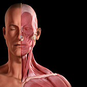 Facial Muscles, illustration