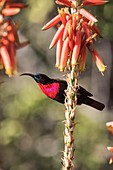 Male scarlet chested sunbird