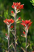 Scarlet Indian paintbrush (Castilleja coccinea)