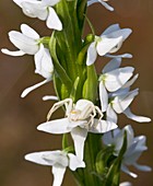 White crab spider on bog orchid