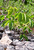 Western poison ivy (Toxicodendron rydbergii)