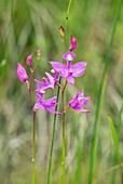 Tuberous grass pink (Calopogon tuberosus)