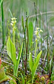 Fen orchid (Liparis loeselii)