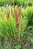 Cinnamon-fern (Osmundastrum cinnamomeum)