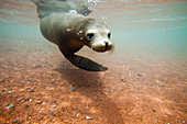 Galapagos fauna