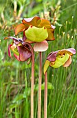 Purple pitcher plant (Sarracenia purpurea) flowers